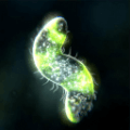孢子进化模拟器