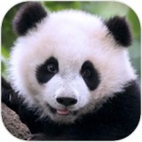 熊猫的故事官方版下载