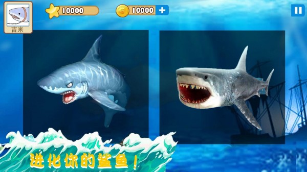 大白鲨的生活模拟器